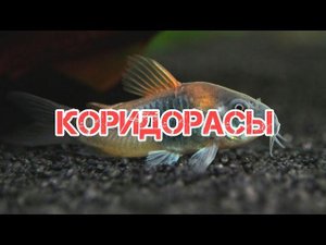 КОРИДОРАСЫ. СОДЕРЖАНИЕ В АКВАРИУМЕ