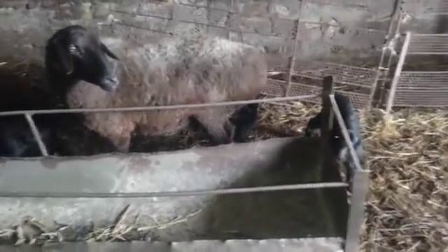 (186) продолжение темы про сирот ягнят смотреть онлайн