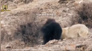 Wolves Attacks Yak in Himalaya | Wolf vs Tibetan Yak