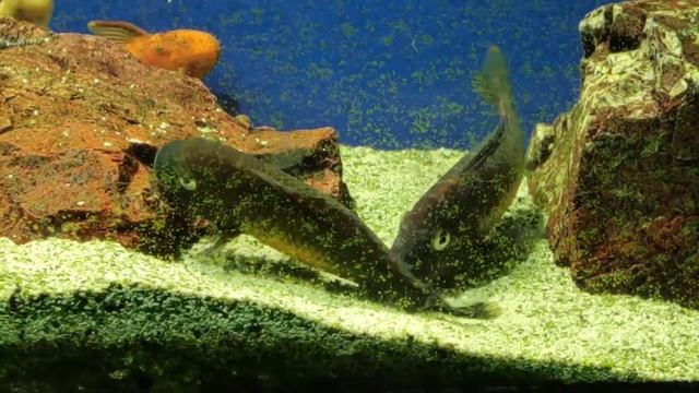 Трофеусы Ред рейнбоу мечут икру смотреть онлайн