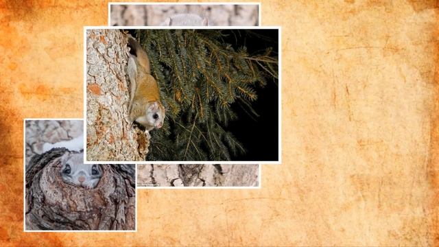 Белка летяга смотреть онлайн