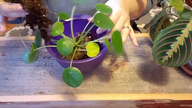 Pilea Peperomioides Dividing & Repotting | Graceful Plants смотреть онлайн