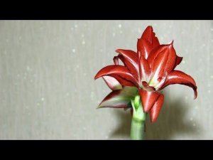 Комнатные цветы Лилия или Амариллис
