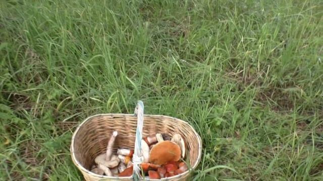 Дожди прошли - грибы пошли! смотреть онлайн