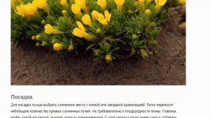 Виталиана Красивые растения для дома и сада