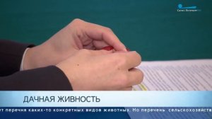 Дачникам разрешили разводить живность на своих участках