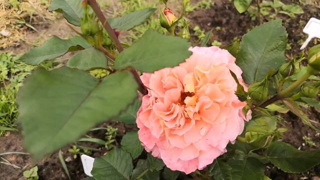 Роза Августа Луиза (Audusta Luise) смотреть онлайн