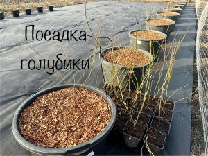 Весна в деревне! Решили посадить голубику! Наш первый опыт