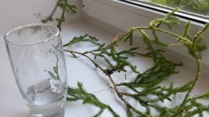 Эксперимент по изготовлению стабилизированного мха своими руками