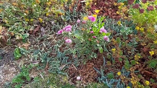 Дорожка из песка, чтобы не росли сорняки, мой второй способ