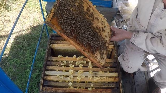 Как украинская степная пчела готовится в зиму Сюрприз смотреть онлайн