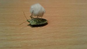 лесной клоп циркач