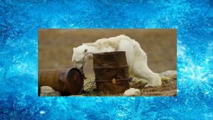 Белые медведи на грани вымирания. Кадры не для слабонервных!