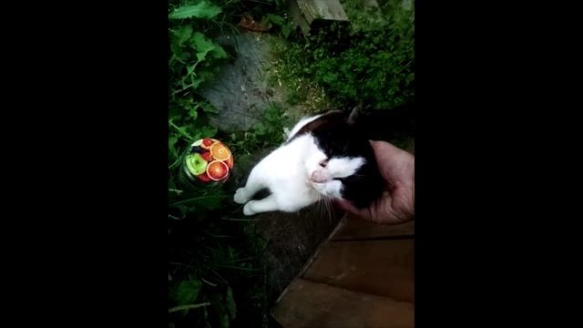 Котик Барсик 2