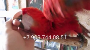 Красный ара - абсолютно ручные птенцы из питомников Европы