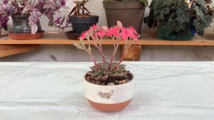 Graptopetalum Bellum. #hoymodela