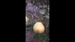 Груша сорт  Богатая г Выкса  тел 8 906 351 1000  г выкса  саит  супер огород7910 орг