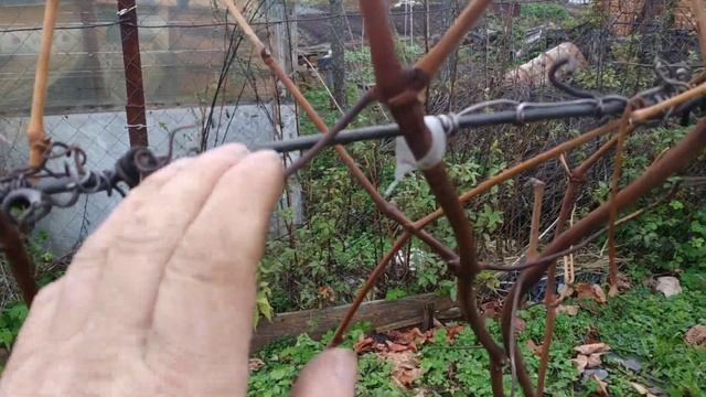 ВИНОГРАД. Нужны ли были нам усы ??? На нашем винограде ! смотреть онлайн