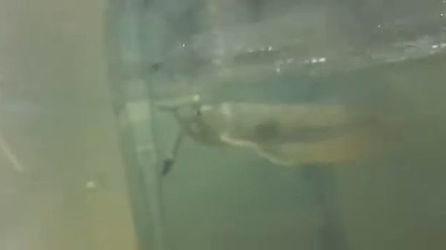 Серебряная арована. Тропическая пресноводная рыба. Содержание в аквариуме. смотреть онлайн