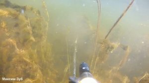 ЗА АМУРОМ ПО ЧИСТОЙ ВОДЕ.Подводная охота на трофейного амура на реке Днепр.Spearfishing