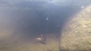 Жук плавунец ест малька)