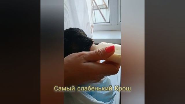 Брошенных Щеночков выкармливаем из бутылочки смотреть онлайн