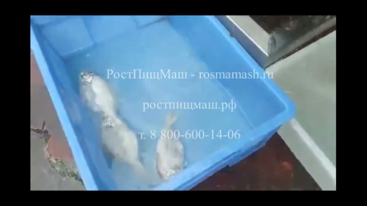 Обзор разделки мелкой рыбы на бабочку на FGB-168 от РостПищМаш смотреть онлайн
