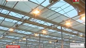 Цветы по уникальной голландской технологии в белорусских теплицах