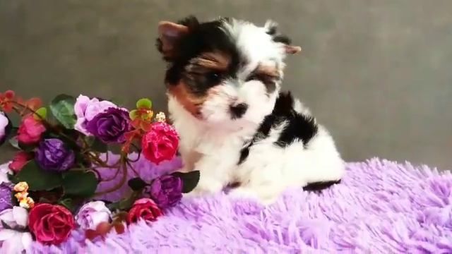 Бивер, питомник кане пер ла вита, www.dog-mini.ru