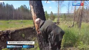 Усач атаковал как будут спасать лес в Хилокском районе