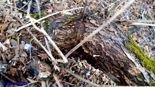 Грибы в январе ЗИМНИЙ ОПЁНОК, ГОВОРУШКА ЖЕЛОБЧАТАЯ и другие грибы смотреть онлайн