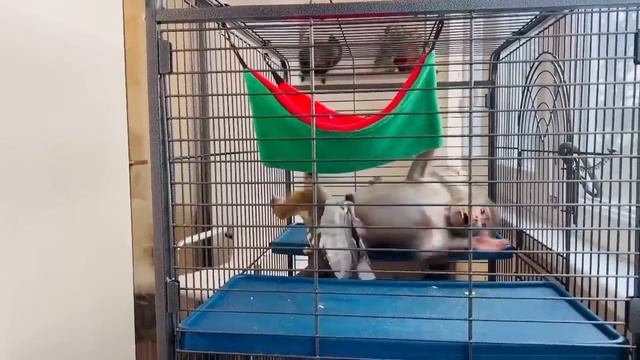 ЭКСТРЕННЫЙ ВЫПУСК! Про Люсю и гранат!!! смотреть онлайн