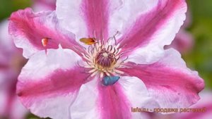 Клематис крупноцветковый Тюдор (clematis tudor) ? Тюдор обзор: как сажать, саженцы клематиса Тюдор