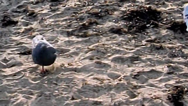 Море чайки смотреть онлайн