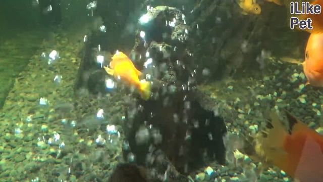 5 правил выбора аквариумных рыбок для новичка на ilikepet смотреть онлайн