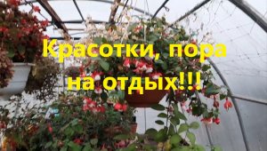 Красотки! Ноябрь каким цветам пора на отдых.