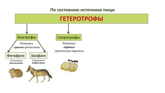 ГЕТЕРОТРОФЫ