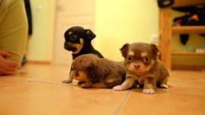 Чихуахуа – лучшая порода декоративных собак! Милые щенки чихуахуа.