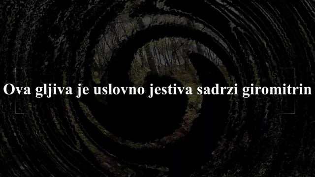 Gljiva Ceska Smrckovica - Verpa Bohemica смотреть онлайн