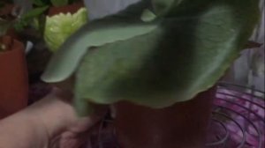 Платицериум Оленерогий Дваждывильчатый/Плоскорог/Оленьи Рога/Оленьи Рожки – Древесный Папоротник