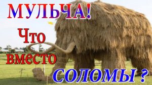 Замена мульчи. Растим мульчу сами. МУЛЬЧА ЕСТЬ ВЕЗДЕ!