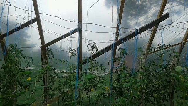 Подвязка высокорослых помидор: лучший метод
