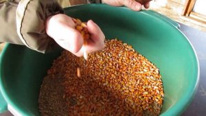 Чем можно кормить кроликов каким зерном