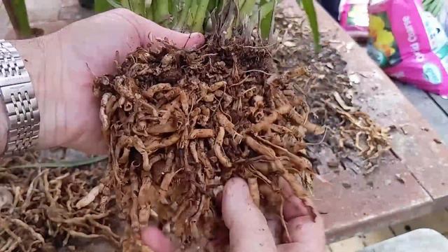 How to re-Pot Cymbidium Orchids смотреть онлайн