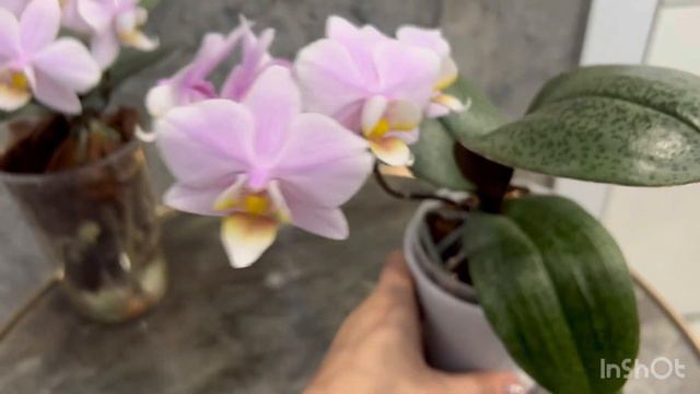 Орхидеи в нежных тонах: Phal. Pinlong Cheris , Phal. Philadelphia (Филадельфия)💓 смотреть онлайн