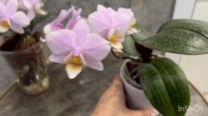 Орхидеи в нежных тонах: Phal. Pinlong Cheris , Phal. Philadelphia (Филадельфия)💓