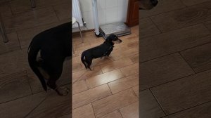 Такса, особенности породы #УшаковДмитрий #Zoovetdoсtor