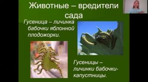 Окружающий мир, 2 класс «Сад и его обитатели», Гневашева Л.В.