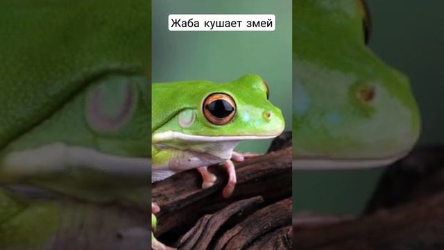 На фото лягушка поедает ЯДОВИТУЮ ЗМЕЮ