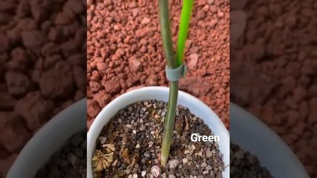 Philodendron Caramel Varigata